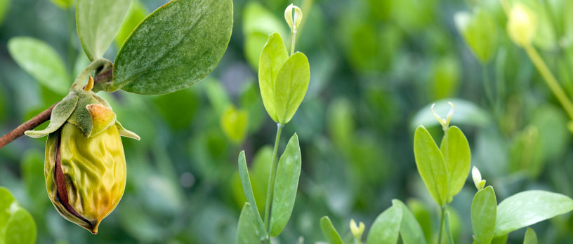 Jojoba